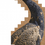 Curiosa Meravigliosa di Joan Fontcuberta