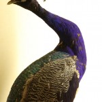 Pavone della Collezione Vallisneri_Palazzo dei Musei