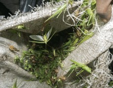 Michele Sibiloni, Untitled, Bundibugyo, Uganda 2017 © Michele Sibiloni