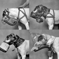 Dogs in gas masks from “Shifters” by Marta Bogdańska